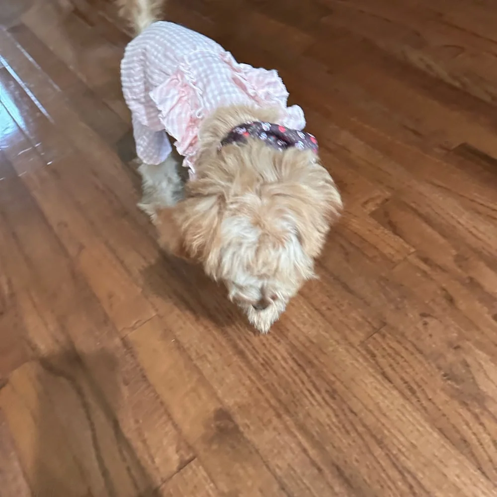 Cute pet dresses
